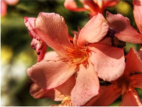 Buy Kaner Dwarf Nerium Oleander Peach Dwarf Plant Plantslive
