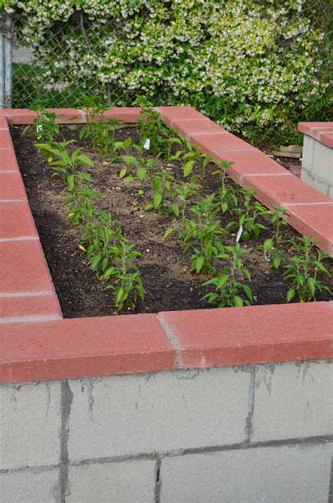 Entertaining From an Ethnic Indian Kitchen: Raised beds