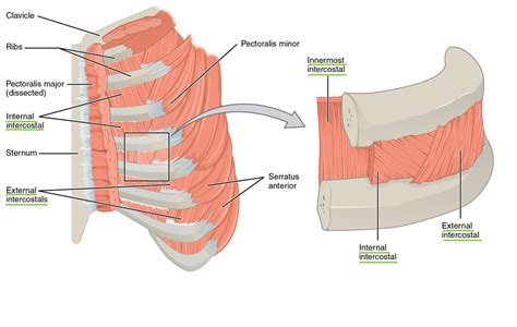 Intercostal Muscles Anatomy