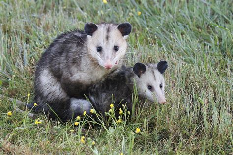 opossums mating in sunnymede park