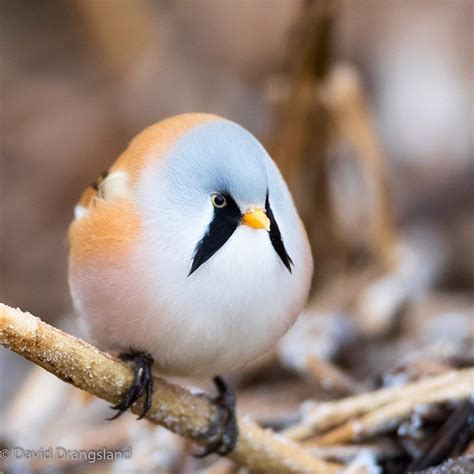 The Bearded Reedling Is The Roundest And The Cutest Bird You Will Ever See Earth Wonders