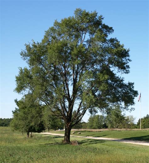 Lacebark Elm The Morton Arboretum