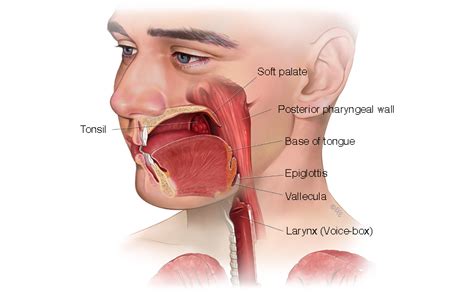Oropharyngeal Cancer Head And Neck Cancer Australia
