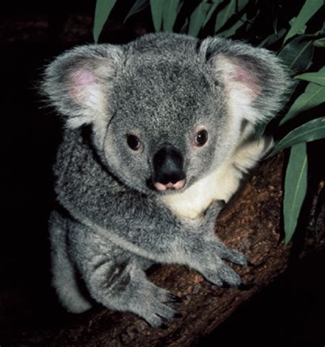 Koala Bears The Cutest Cuddliest Animal In The World That Will Rip