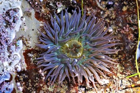 How To Identify Tide Pool Creatures Along The West Coast