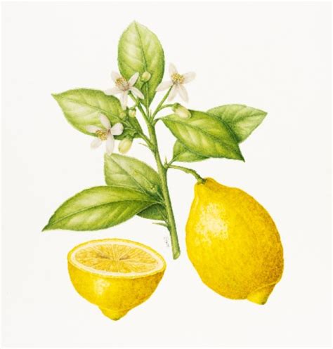 Lemon Print Leigh Ann Gale Botanical Art And Tuition