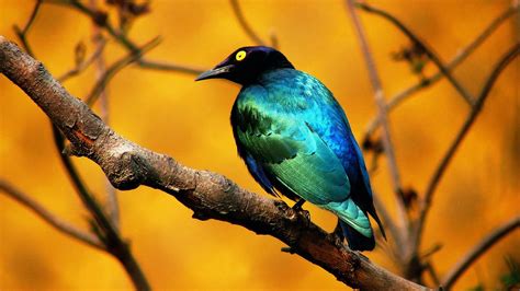 Blue Birds Wallpapers Entertainment Only