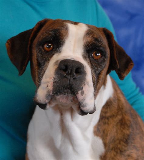 Buffalo And Maggie Rescued Boxers For Adoption