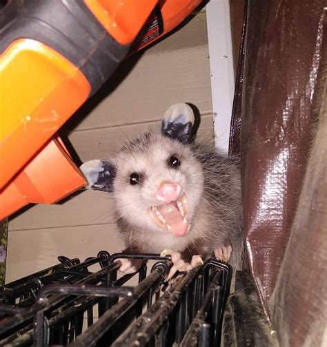 Possum Every Hour On Twitter Possum Opossum Animals