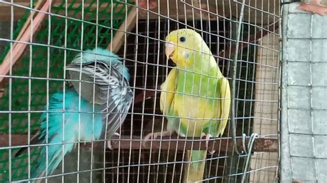 This Is How Pregnant Parakeet Look Like Yellow Keet Is Pregnant Youtube