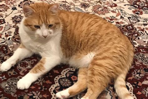 There can be darker orange markings such as the orange coloring is found on the x chromosome. Lost Orange and White Tabby Cat - Morris Focus