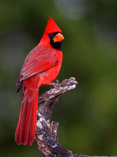Fred Walsh Photos Northern Cardinal Male