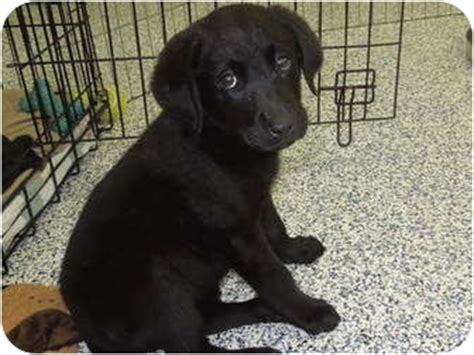 Lou, my rescue pup from nc, black. lab shepherd mix puppies | Adopted Puppy | Washington, PA ...