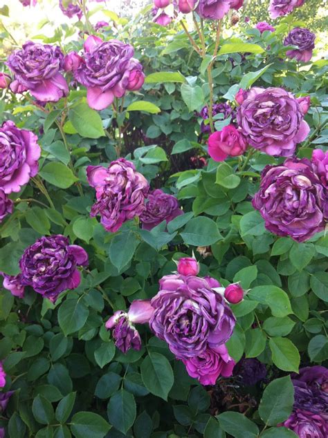 Michelle Martine Merrills Picture Of The Day Pretty Purple Roses
