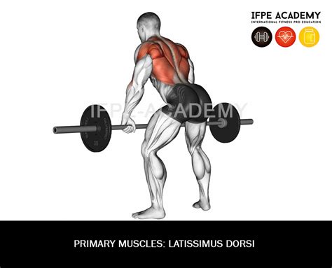 Barbell Bent Over Row Ifpe Academy