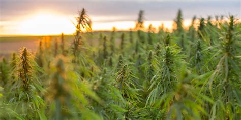 🌱 Mastering The Hemp Life Cycle From Seed To Harvest