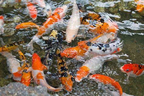 See more ideas about koi pond, koi, pond. Koi Fish Pond · Free photo on Pixabay