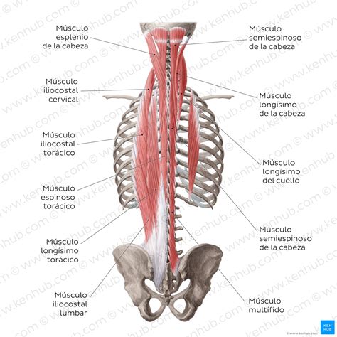 Músculos De La Espalda Anatomía Y Funciones Kenhub