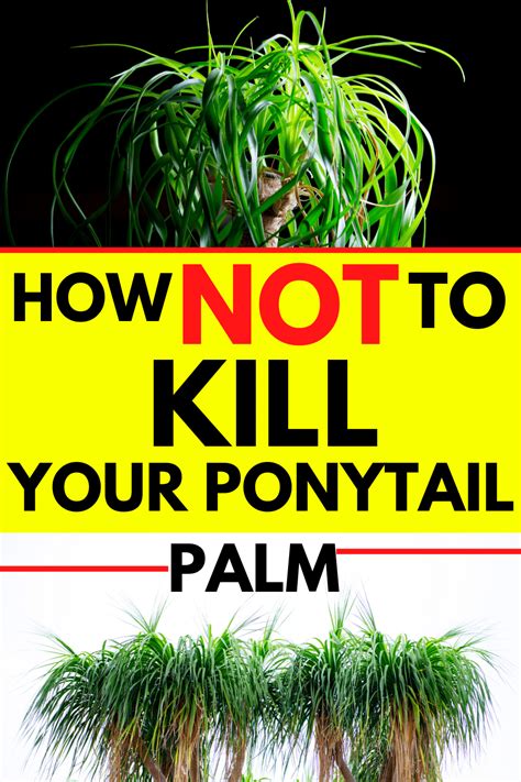 How To Care For A Ponytail Palm A Growing Guide