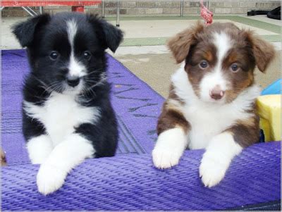 Ask questions and learn about miniature australian shepherds at nextdaypets.com. All About Dogs Images: Mini Australian Shepherd Mn