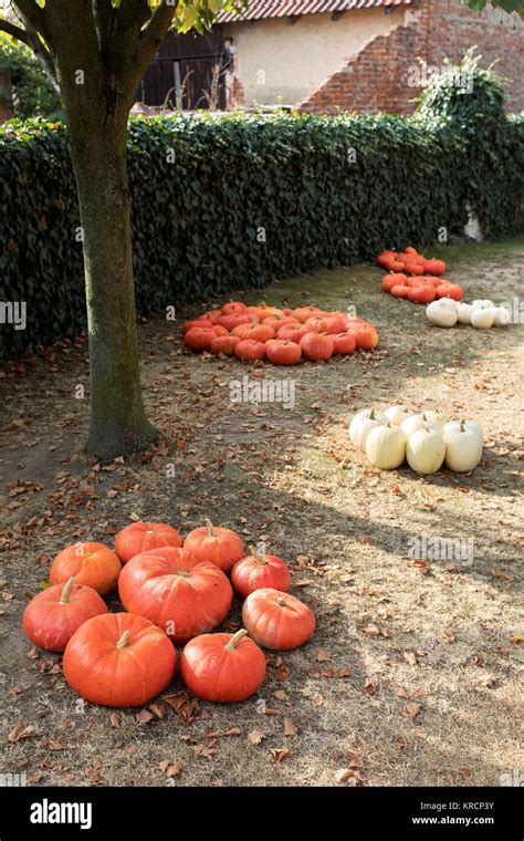 Ripe Autumn Pumpkins On The Farm Stock Photo Alamy