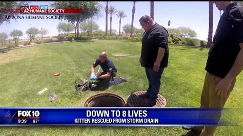 Fox 10 Kitten Rescued From Storm Drain Youtube