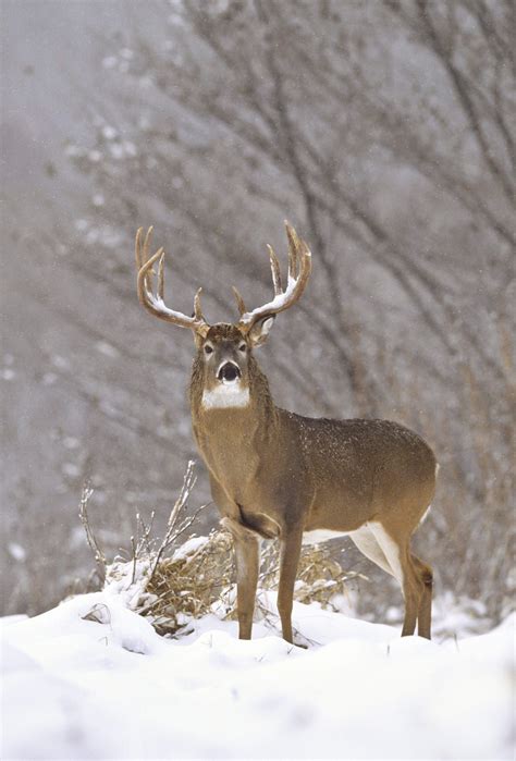 Whitetail Buck In Winter Whitetail Deer Pictures Deer Pictures