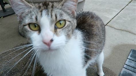 First reported in 1980 by j. Cute Cat Video - Friendly Feral Cat In My Yard - Meowing ...
