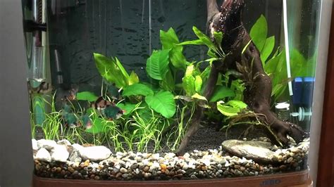 See full list on aquariumsource.com Tiger Barb and Kuhli Loach Tank - Week 1 - YouTube