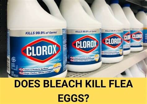 Clean the floors, your pet's crate and the bathrooms. What Do Flea Eggs Look Like? Get Rid of Flea Egg Once and ...