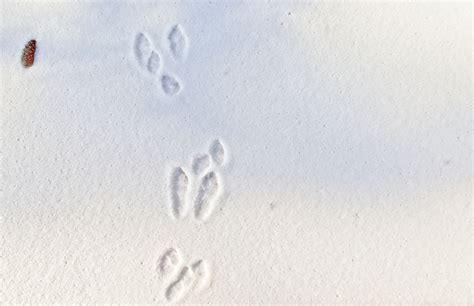 Who Goes There Your Guide To Animal Tracks Forest Preserve District
