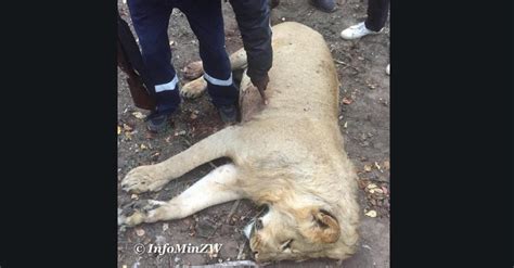 Stray Lion Shot Dead The Other One Disappears In Mwenezi Mountains ⋆