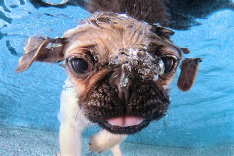 Cuteness Overload Amazing Shots Of Puppies While Underwatersteves