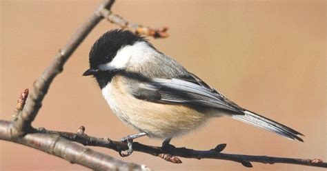 13 Fun Facts About Black Capped Chickadees Storing Their Food