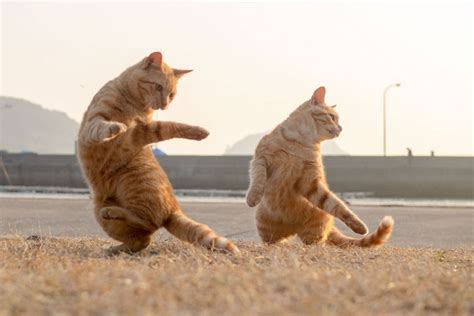 Of The Funniest Dancing Cat Pics Bored Panda