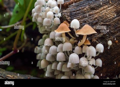 A Mushroom Is The Fleshy Spore Bearing Fruiting Body Of A Fungus