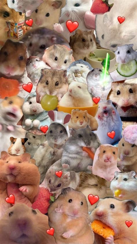 563 Wallpaper Hamster Meme Picture Myweb