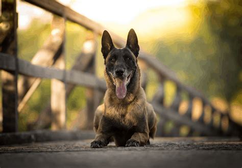 Belgian Malinois : Facts, Pictures, Vaccination, Diseases and Fun Facts.