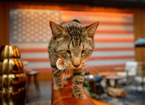 Grumpy Cat And Oskar The Blind Cat Make A Purrfect Match In ‘cat Summer Music Video New York