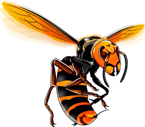 スズメバチのイラスト威嚇｜蜂｜昆虫｜素材のプチッチ