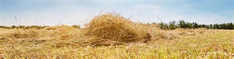 Farmland With Dry Hay In Summer Drying Grass On The Field Stock Photo