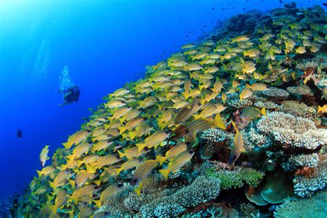 Scuba Diving In The Maldives Resorts And Packages