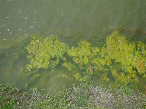 3 Common Pond Algae Types And Treatment Options Pond King