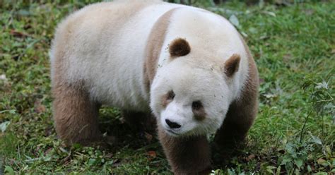 Cute Brown Panda Is Bullied By Other Bears For His Light Fur In China