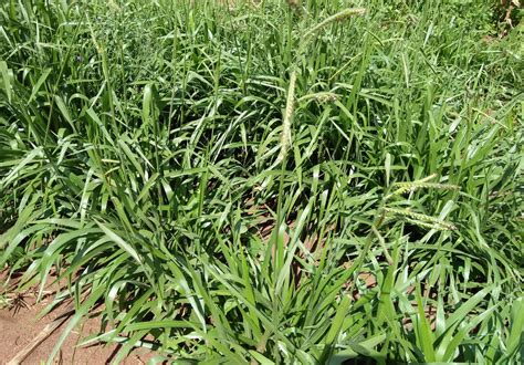 How To Grow Brachiaria Grass For Your Livestock The Organic Farmer