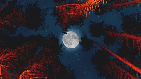 Full Moon Forest 4k Wallpapers Hd Wallpapers