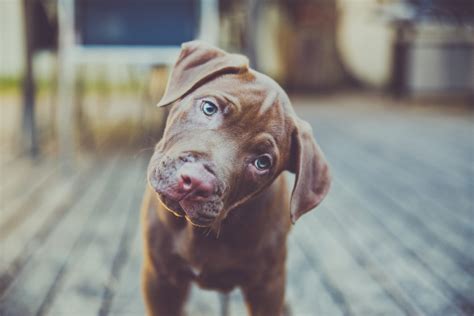Why Do Dogs Tilt Their Heads Dogtopia Blog