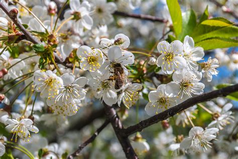 Spring Snow Crabapple Tips For Flowering Crabapple Care 2022