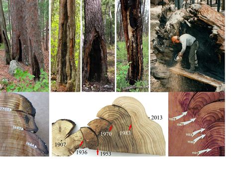 Introducing The North American Tree Ring Fire Scar Network Oak Fire