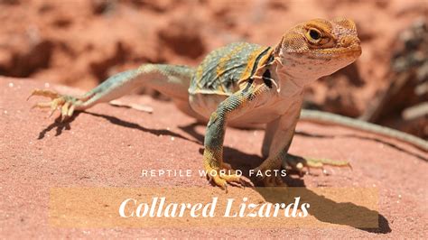 Reptile World Facts Top 11 Common Collared Lizard Facts
